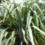 Phormium tenax (Phormium tenax (New Zealand flax))