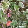 Euonymus fortunei