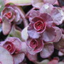 Sedum Voodoo (Sedum spurium)