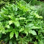 Fatsia japonica (Fatsia japonica (Japanese aralia))