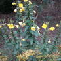 Evening Primrose  (Oenothera biennis) (Oenothera biennis)