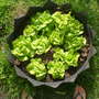 my childrens lettuces