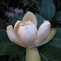 Magnolia delavayi