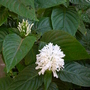 Justicia carnea 'alba' - White Brazilian Plume (Justicia carnea 'alba')