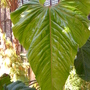 Anthurium - Large Leaf Anthurium (Anthurium - Large Leaf Anthurium)