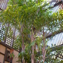 Caryota mitis - Clustering Fishtail Palm (Caryota mitis - Clustering Fishtail Palm)