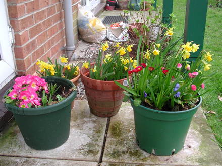 Mum's pots of flowers.
