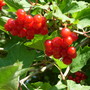 Viburnum Opulus
