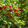 Viburnum Opulus