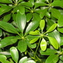 Schefflera arboricola (Schefflera arboricola)