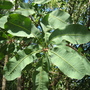 to be identified