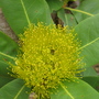 to be identified