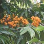 to be identified