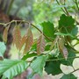 to be identified