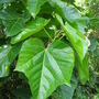 Aleurites moluccana  (Aleurites moluccana)