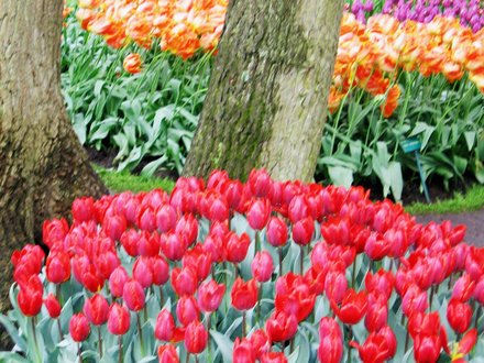 Tulips in Keukenhof Gardens