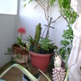 The wisteria is in the back. (Wisteria sinensis (Chinese wisteria))