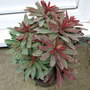 Euphorbia Helena (euphorbia helena)
