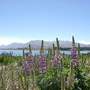 Lupin_New_Zealand.jpg