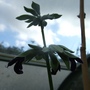 Salvia discolor. (Salvia discolor)
