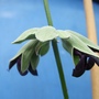 Salvia discolor (Salvia discolor)