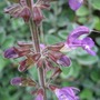 Salvia forsskaohlei (Salvia forsskaohlei)