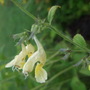 Nepeta govaniana (Nepeta govaniana)