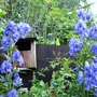 Aconitum henryi x cammarum 'Sparks variety' (Aconitum henryi x cammarum 'Sparks variety')