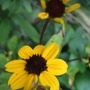 Rudbeckia triloba
