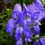 Aconitum henryi x cammarum 'Sparks variety ' (Aconitum henryi x cammarum 'Sparks variety')