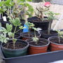 Baby Scented Leaf Geraniums Done In Early Summer Cuttings now in Flower :)