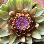 Cynara cardunculus