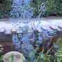 Sea Holly (Eryngium planum (Sea Holly))