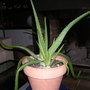 Aloe_vera