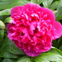 Captured_1997-8-31_00000