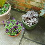 more autumn containers