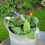 autumn containers