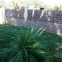 CORTADERIA SELLOANA (Cortaderia selloana)