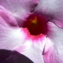 DEEP_THROAT (Mandevilla)