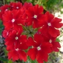 RED_VERBENA