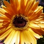 YELLOW_GERBERA_DAISY