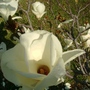 Magnolias (Magnolia grandiflora (Bull Bay))