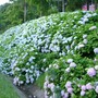 Hydrangeas (Hydrangea anomala (Climbing hydrangea))
