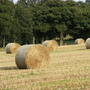 Harvest_scene