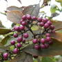 Callicarpa_beauty_berry