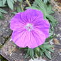 Geranium_johnsons_blue