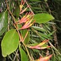 Dendrophthoe falcata ( rainforest mistletoe ) (Dendrophthoe falcata)