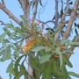 Dendrophthoe falcata ( rainforest mistletoe ) (Dendrophthoe falcata)