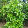 Dillenia alata (Dillenia alata)
