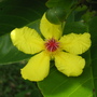 Dillenia alata (Dillenia alata)